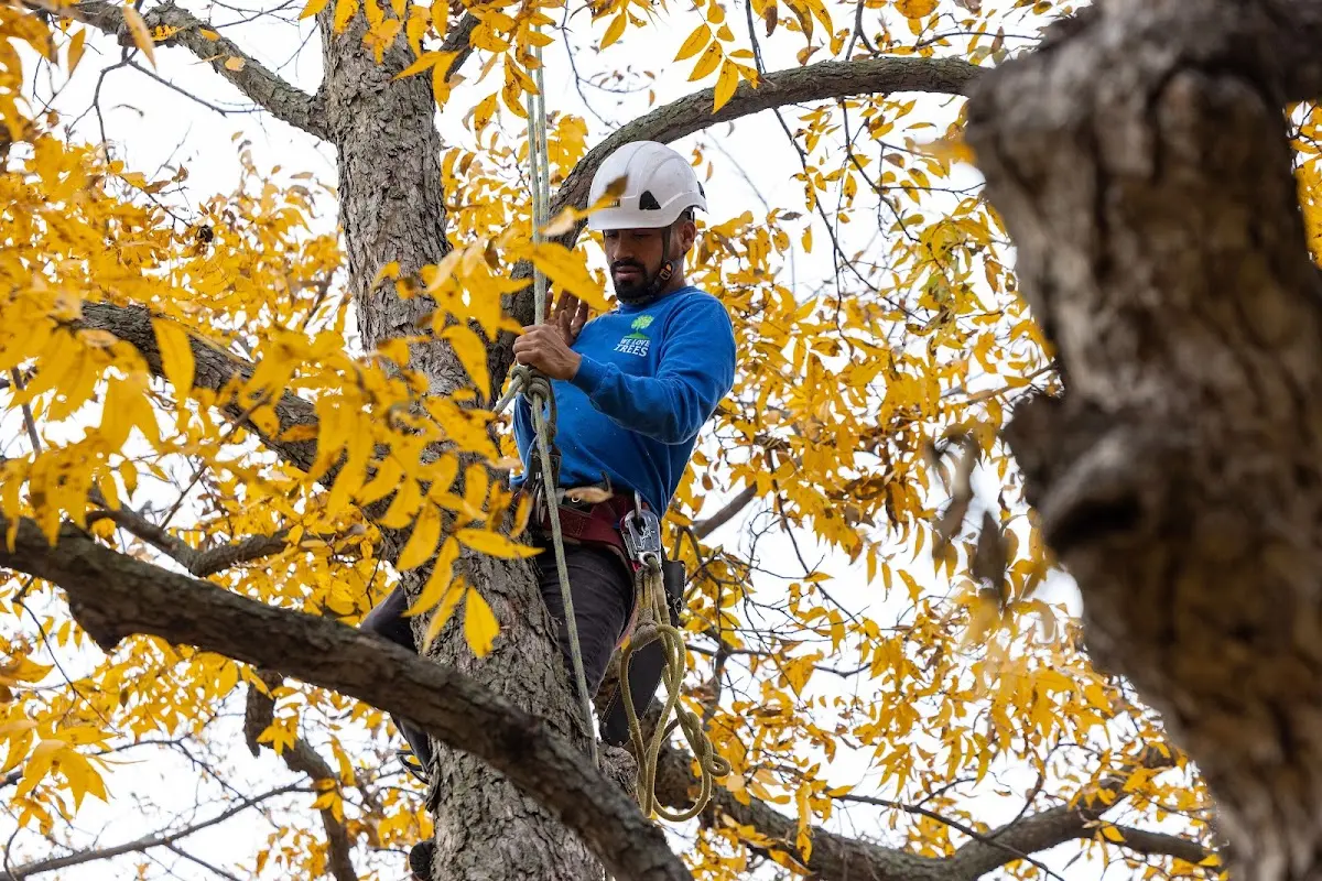 Skilled Tree Pruning crew working in South Barre