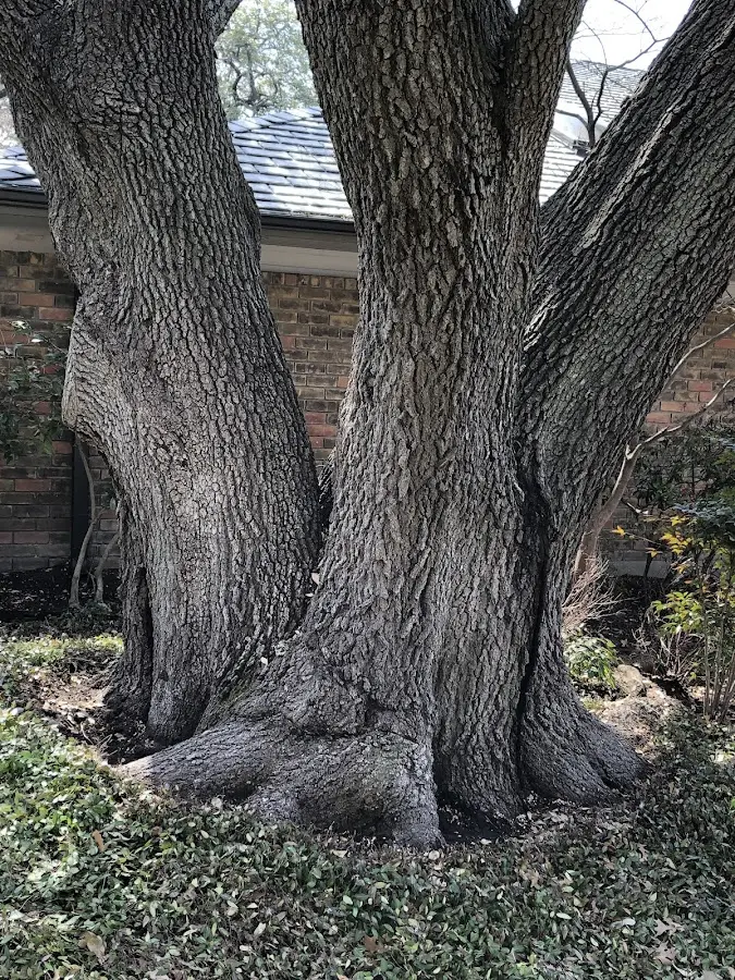 Mature heritage tree close to a South Barre property cared for by certified arborists